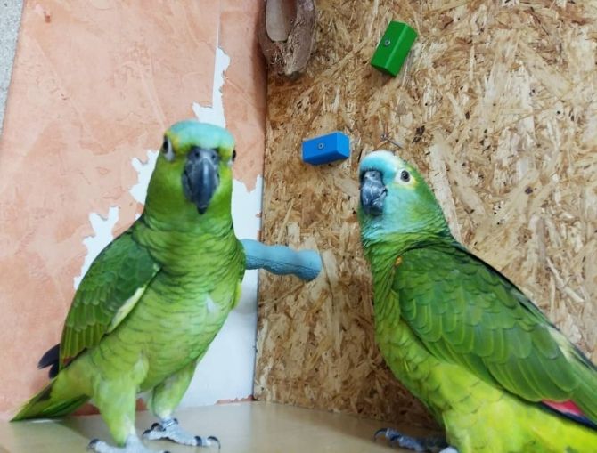 Amazonenpapageien