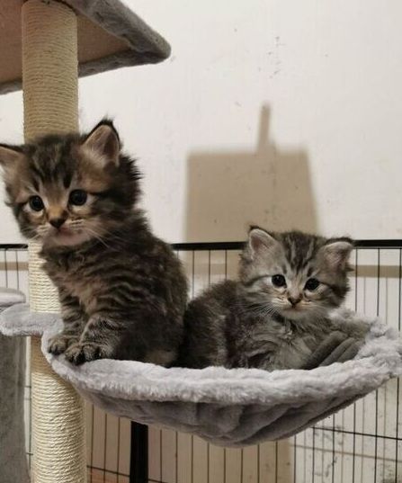 Maine-Coon-Kätzchen zu verkaufen