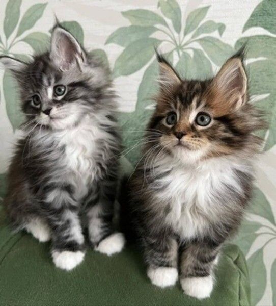 Maine-Coon-Kätzchen zu verkaufen