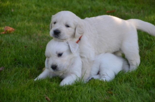Golden Retriever Welpen ab sofort abzugeben!