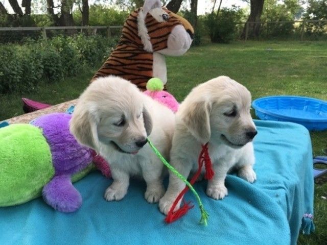Golden Retriever Welpen ab sofort abzugeben!