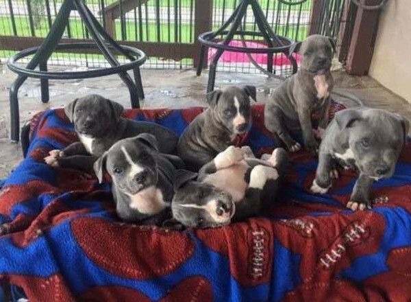 Blaue Staffordshire Bullterrier Welpen