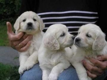 Golden Retriever Welpen ab sofort abzugeben!