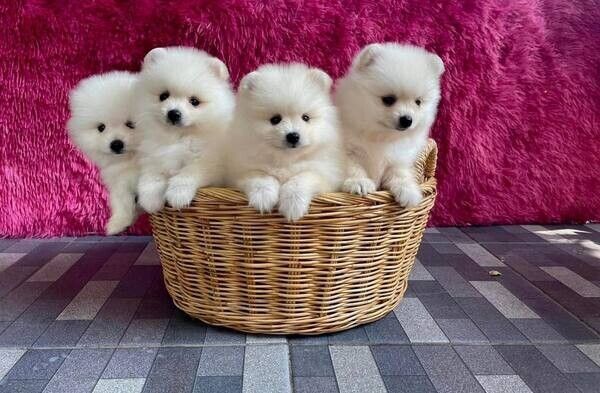 Tea-Cup-Pomeranian-Welpen