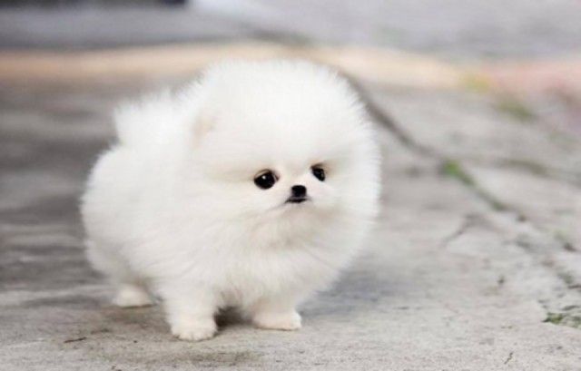 Reinrassige Zwergspitz / Pomeranian welpen mit Papieren