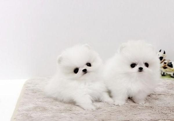 Pomeranian zwergspitz Welpen Boo Typ!