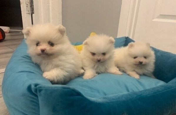 Tea-Cup-Pomeranian-Welpen