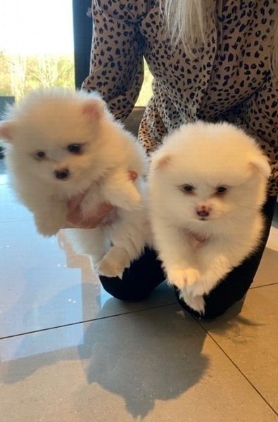 Tea-Cup-Pomeranian-Welpen