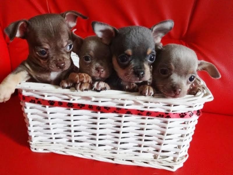 SUPER Chihuahua Welpen in Kurzhaar, VDH/FCI. Klasse statt Masse !