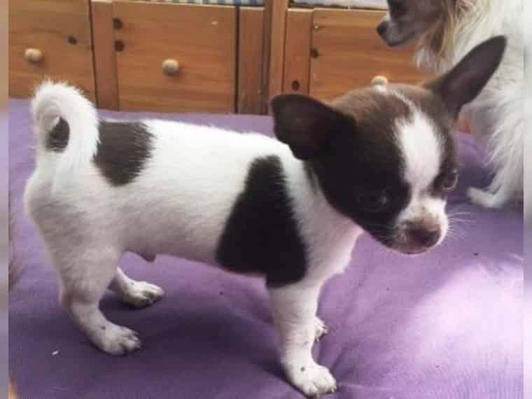 SUPER Chihuahua Welpen in Kurzhaar, VDH/FCI. Klasse statt Masse !
