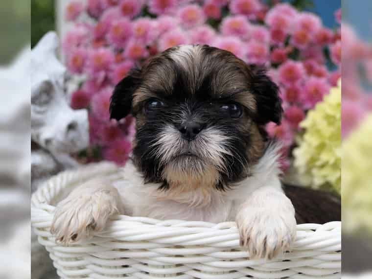 Shih Tzu Welpe! Kinderlieb und mehrere farben