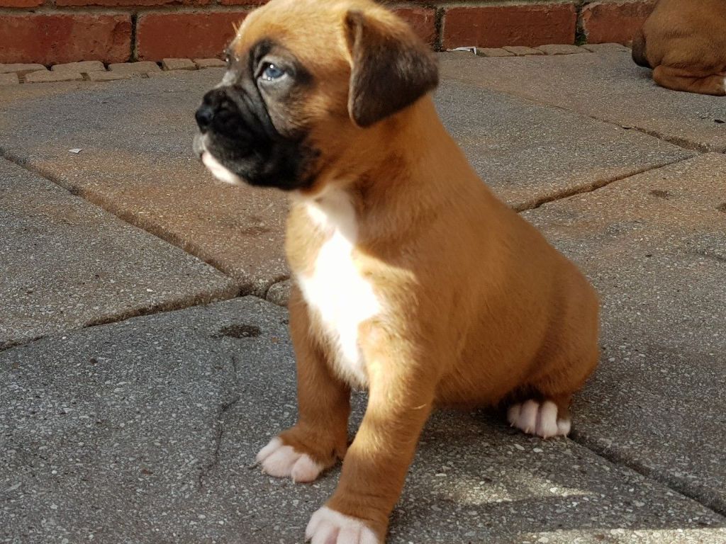 Wunderschцne Boxer Welpen