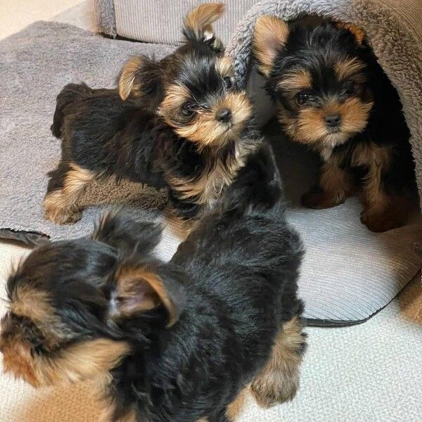 Reinrassige Yorkie-Welpen