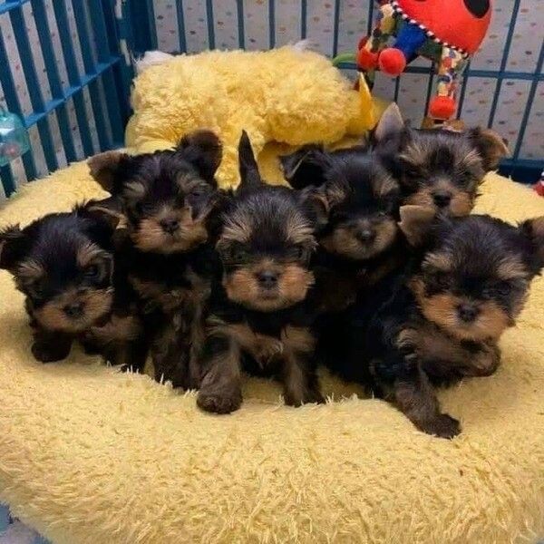 Reinrassige Yorkie-Welpen