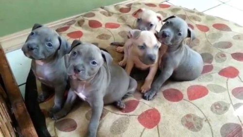 Wunderschцne Pitbull bluelineWelpen