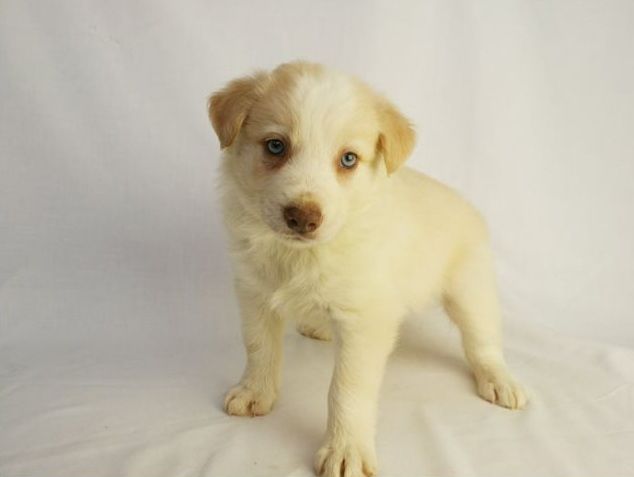 Border Collie Welpen