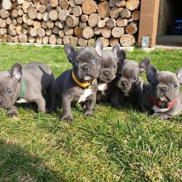 Hochwertige Französische Bulldoggen-Welpen suchen ein neues Zuhause