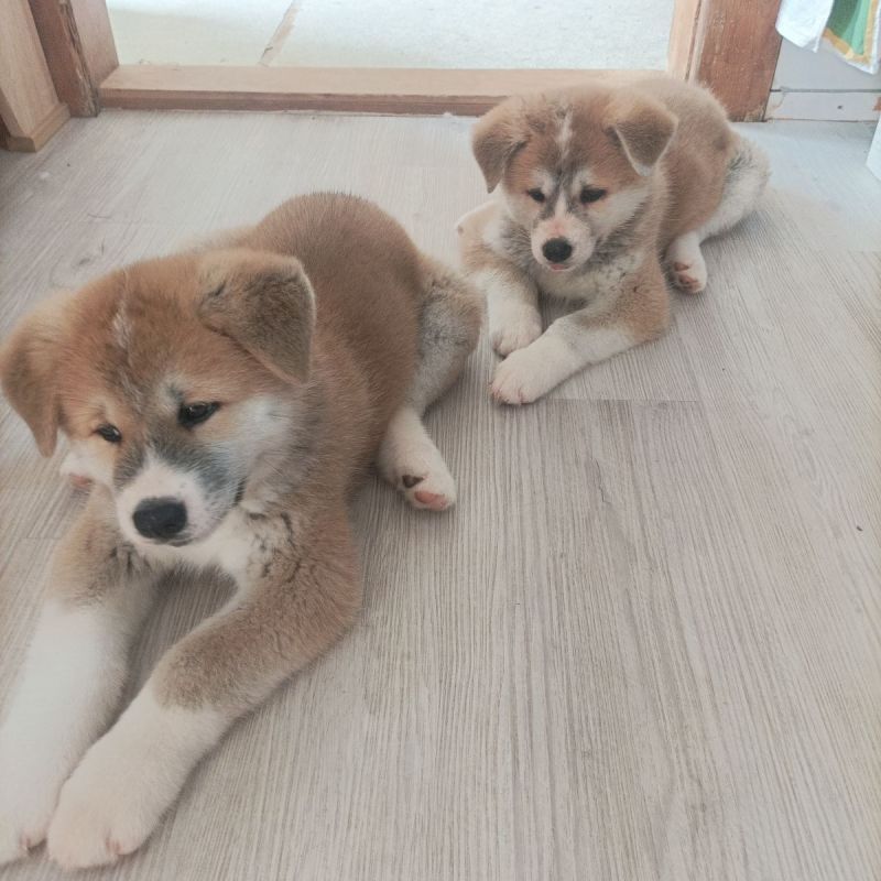 Akita Inu in Darmstadt abzugeben