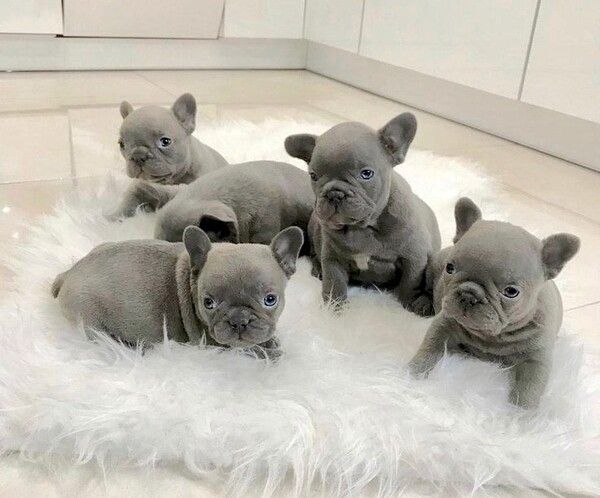 Hochwertige Französische Bulldoggen-Welpen suchen ein neues Zuhause