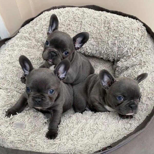 Hochwertige Französische Bulldoggen-Welpen suchen ein neues Zuhause
