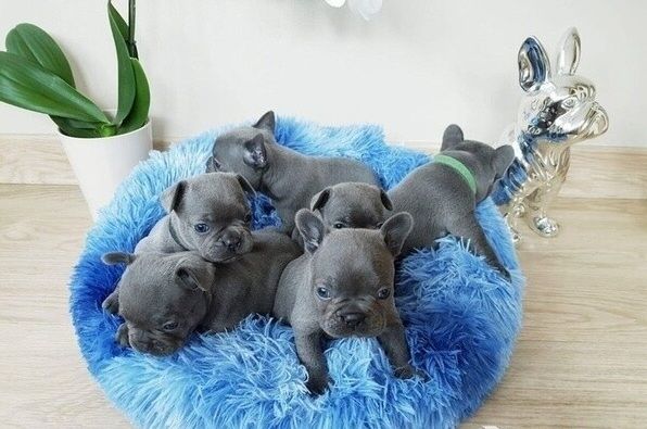 Blaue Französische Bulldoggen-Welpen ab sofort abzugeben