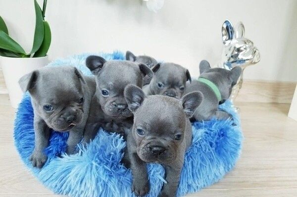 Blaue Französische Bulldoggen-Welpen ab sofort abzugeben