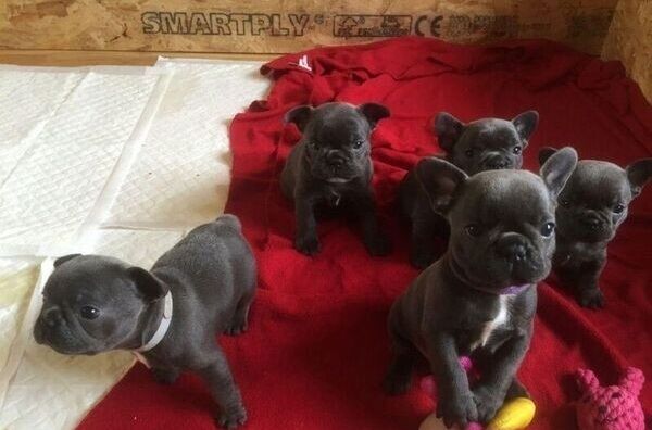 Blaue Französische Bulldoggen-Welpen ab sofort abzugeben