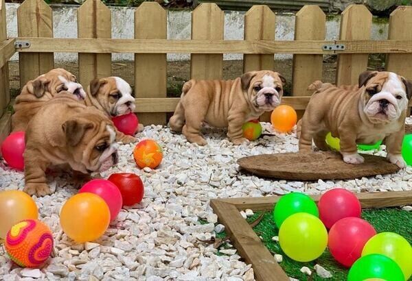 Englische Bulldoggen-Welpen suchen ein neues Zuhause