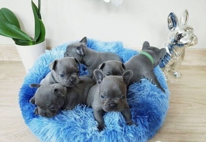 Blaue Französische Bulldoggen-Welpen ab sofort abzugeben