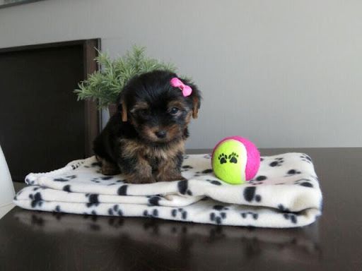 Yorkshire Terrier Welpen. WhatsApp: +44 7469 456352