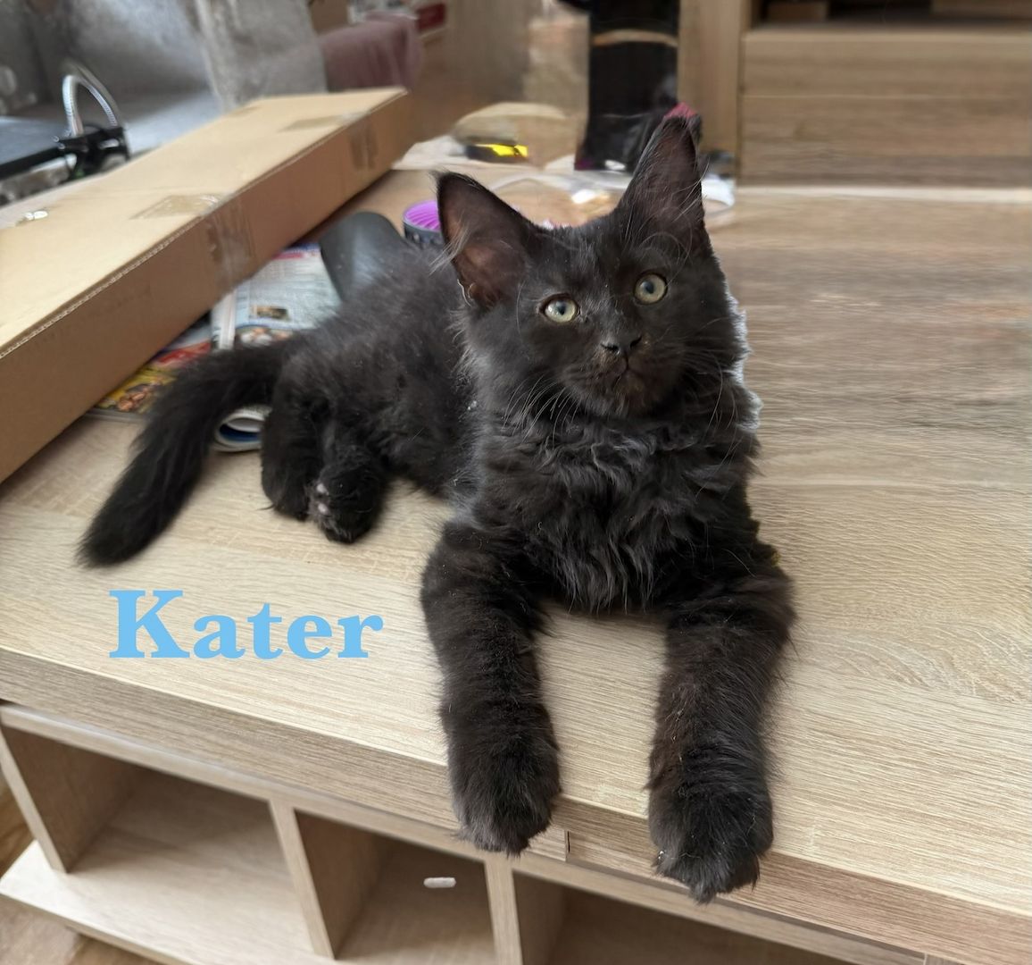 7 sehr zutrauliche Maine Coon Kitten