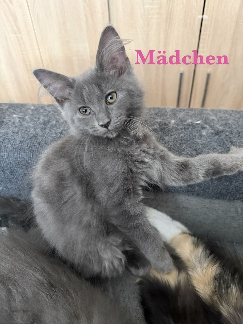 7 sehr zutrauliche Maine Coon Kitten