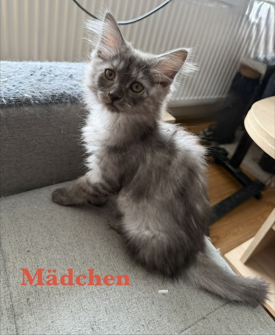 7 sehr zutrauliche Maine Coon Kitten