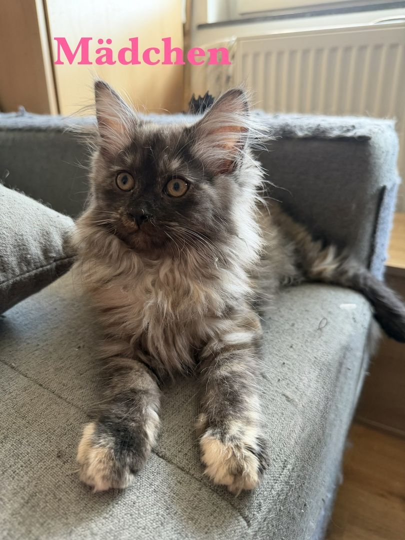 7 sehr zutrauliche Maine Coon Kitten