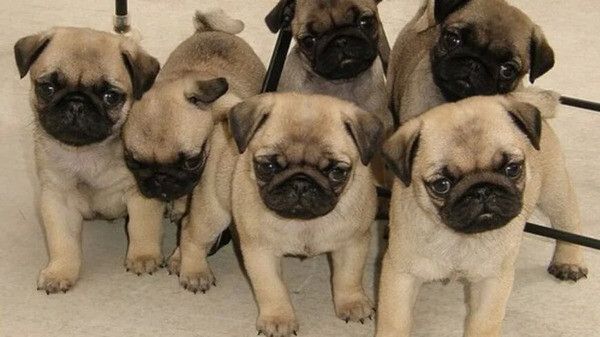 Süße Mops-Welpen zu verkaufen