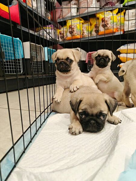 Hervorragende Mops-Welpen zu verkaufen.