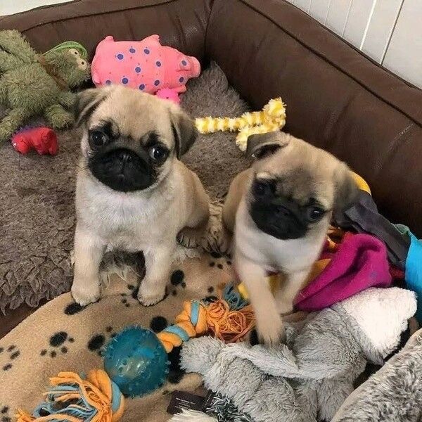 Hervorragende Mops-Welpen zu verkaufen.