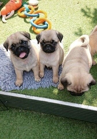 Hervorragende Mops-Welpen zu verkaufen.