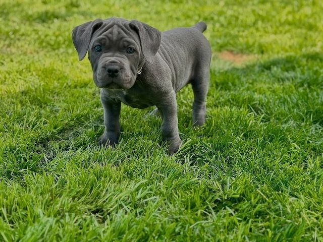 Cane Corso Welpen, blau