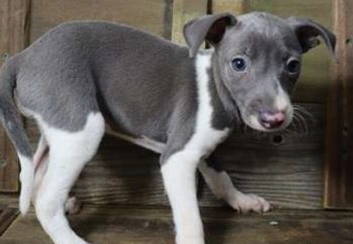 Greyhound-Welpen zur Vermittlung