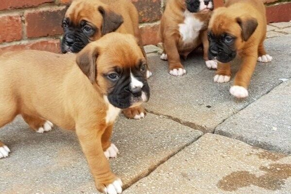 Boxer-Welpen zu verkaufen.