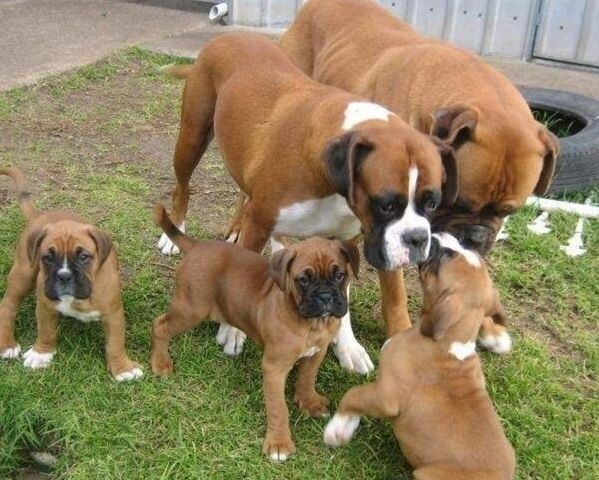 Boxer-Welpen zu verkaufen.