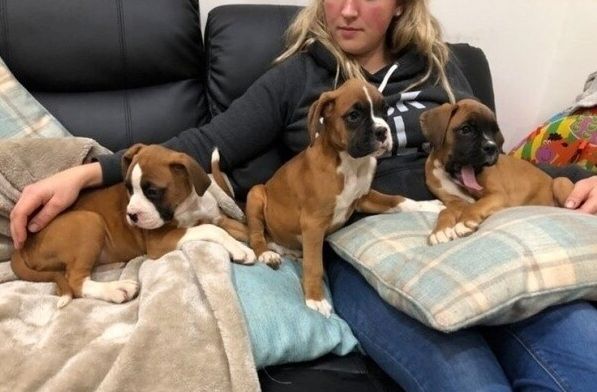 Boxer-Welpen zu verkaufen.