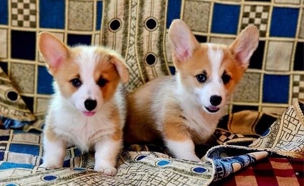In liebevoller häuslicher Umgebung aufgezogene Corgi-Welpen suchen ein dauerhaftes Zuhause.
