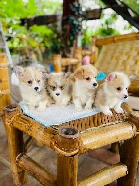 In liebevoller häuslicher Umgebung aufgezogene Corgi-Welpen suchen ein dauerhaftes Zuhause.