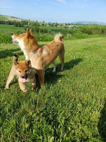Japanische Shiba-Inu-Welpen