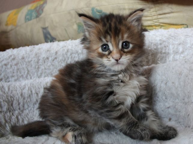 Maine Coon Kätzchen