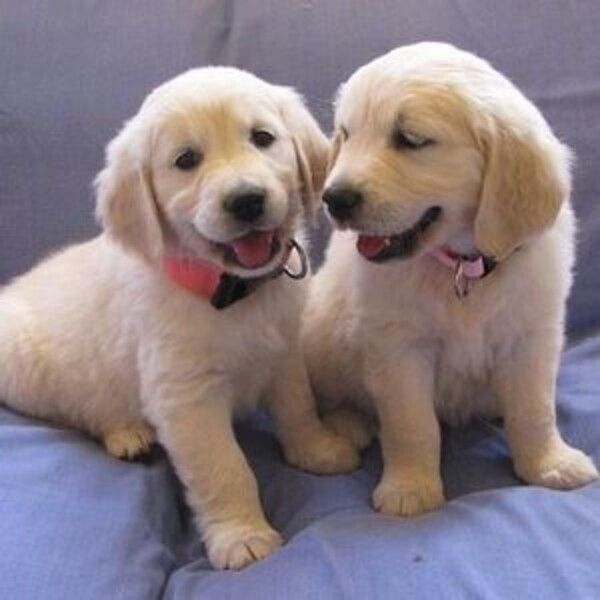 Gut erzogene Golden-Retriever-Welpen