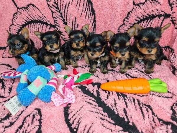 Winzige Yorkshire-Terrier-Welpen zu verkaufen