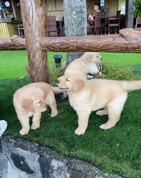 Gut sozialisierte Golden-Retriever-Welpen zu verkaufen